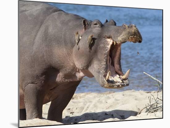 Hippopotamus (Hippopotamus Amphibius), Kruger National Park, Mpumalanga, South Africa, Africa-Ann & Steve Toon-Mounted Photographic Print