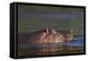 Hippopotamus (Hippopotamus Amphibius), Kruger National Park, South Africa, Africa-James-Framed Stretched Canvas