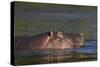 Hippopotamus (Hippopotamus Amphibius), Kruger National Park, South Africa, Africa-James-Stretched Canvas