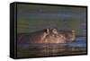 Hippopotamus (Hippopotamus Amphibius), Kruger National Park, South Africa, Africa-James-Framed Stretched Canvas