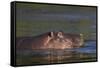 Hippopotamus (Hippopotamus Amphibius), Kruger National Park, South Africa, Africa-James-Framed Stretched Canvas