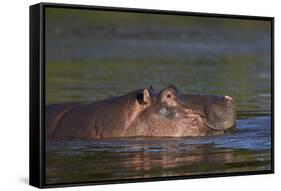 Hippopotamus (Hippopotamus Amphibius), Kruger National Park, South Africa, Africa-James-Framed Stretched Canvas