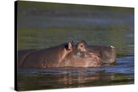 Hippopotamus (Hippopotamus Amphibius), Kruger National Park, South Africa, Africa-James-Stretched Canvas