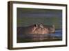 Hippopotamus (Hippopotamus Amphibius), Kruger National Park, South Africa, Africa-James-Framed Photographic Print