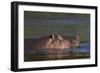 Hippopotamus (Hippopotamus Amphibius), Kruger National Park, South Africa, Africa-James-Framed Photographic Print