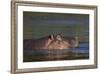 Hippopotamus (Hippopotamus Amphibius), Kruger National Park, South Africa, Africa-James-Framed Photographic Print