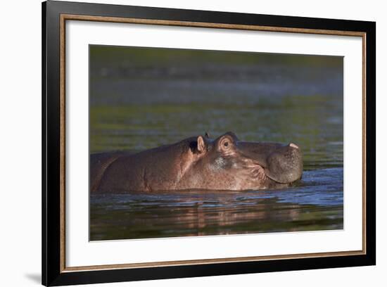 Hippopotamus (Hippopotamus Amphibius), Kruger National Park, South Africa, Africa-James-Framed Photographic Print