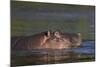 Hippopotamus (Hippopotamus Amphibius), Kruger National Park, South Africa, Africa-James-Mounted Photographic Print