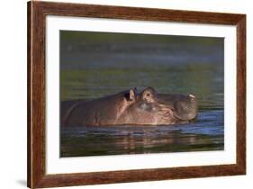 Hippopotamus (Hippopotamus Amphibius), Kruger National Park, South Africa, Africa-James-Framed Photographic Print