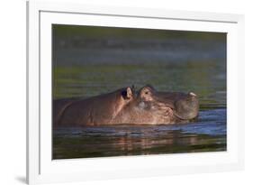 Hippopotamus (Hippopotamus Amphibius), Kruger National Park, South Africa, Africa-James-Framed Photographic Print