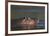 Hippopotamus (Hippopotamus Amphibius), Kruger National Park, South Africa, Africa-James-Framed Photographic Print