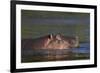 Hippopotamus (Hippopotamus Amphibius), Kruger National Park, South Africa, Africa-James-Framed Photographic Print