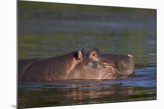 Hippopotamus (Hippopotamus Amphibius), Kruger National Park, South Africa, Africa-James-Mounted Photographic Print