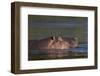 Hippopotamus (Hippopotamus Amphibius), Kruger National Park, South Africa, Africa-James-Framed Photographic Print