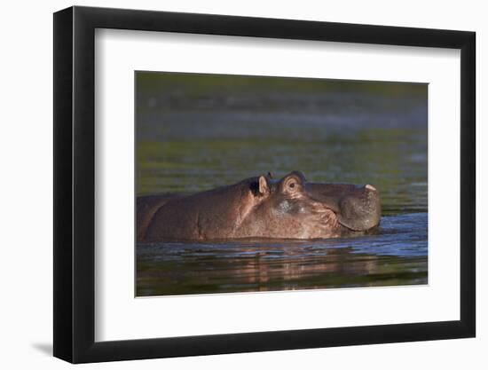 Hippopotamus (Hippopotamus Amphibius), Kruger National Park, South Africa, Africa-James-Framed Photographic Print