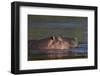 Hippopotamus (Hippopotamus Amphibius), Kruger National Park, South Africa, Africa-James-Framed Photographic Print