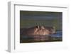 Hippopotamus (Hippopotamus Amphibius), Kruger National Park, South Africa, Africa-James-Framed Photographic Print