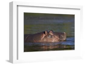 Hippopotamus (Hippopotamus Amphibius), Kruger National Park, South Africa, Africa-James-Framed Photographic Print