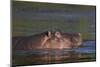 Hippopotamus (Hippopotamus Amphibius), Kruger National Park, South Africa, Africa-James-Mounted Photographic Print