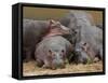 Hippopotamus (Hippopotamus Amphibius), Masai Mara, Kenya, East Africa, Africa-Sergio Pitamitz-Framed Stretched Canvas