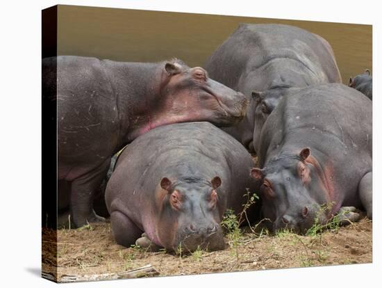 Hippopotamus (Hippopotamus Amphibius), Masai Mara, Kenya, East Africa, Africa-Sergio Pitamitz-Stretched Canvas