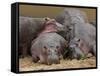 Hippopotamus (Hippopotamus Amphibius), Masai Mara, Kenya, East Africa, Africa-Sergio Pitamitz-Framed Stretched Canvas