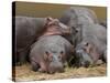 Hippopotamus (Hippopotamus Amphibius), Masai Mara, Kenya, East Africa, Africa-Sergio Pitamitz-Stretched Canvas