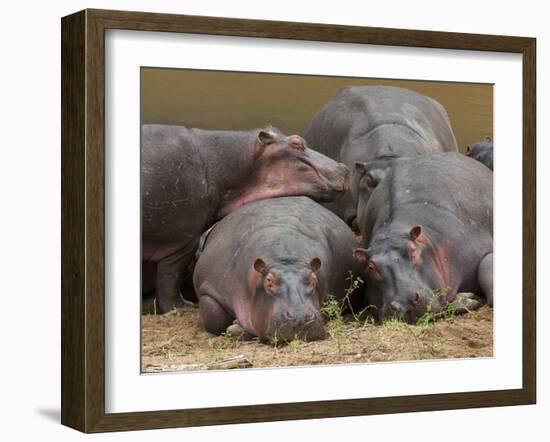 Hippopotamus (Hippopotamus Amphibius), Masai Mara, Kenya, East Africa, Africa-Sergio Pitamitz-Framed Photographic Print