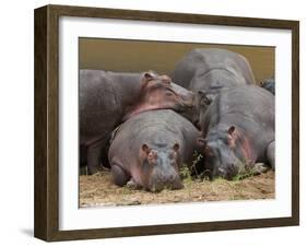 Hippopotamus (Hippopotamus Amphibius), Masai Mara, Kenya, East Africa, Africa-Sergio Pitamitz-Framed Photographic Print