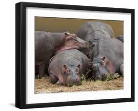 Hippopotamus (Hippopotamus Amphibius), Masai Mara, Kenya, East Africa, Africa-Sergio Pitamitz-Framed Photographic Print