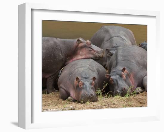 Hippopotamus (Hippopotamus Amphibius), Masai Mara, Kenya, East Africa, Africa-Sergio Pitamitz-Framed Photographic Print