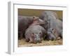 Hippopotamus (Hippopotamus Amphibius), Masai Mara, Kenya, East Africa, Africa-Sergio Pitamitz-Framed Photographic Print