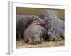 Hippopotamus (Hippopotamus Amphibius), Masai Mara, Kenya, East Africa, Africa-Sergio Pitamitz-Framed Photographic Print