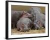 Hippopotamus (Hippopotamus Amphibius), Masai Mara, Kenya, East Africa, Africa-Sergio Pitamitz-Framed Photographic Print