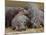 Hippopotamus (Hippopotamus Amphibius), Masai Mara, Kenya, East Africa, Africa-Sergio Pitamitz-Mounted Photographic Print