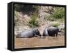 Hippopotamus (Hippopotamus Amphibius), Masai Mara, Kenya, East Africa, Africa-Sergio Pitamitz-Framed Stretched Canvas