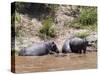 Hippopotamus (Hippopotamus Amphibius), Masai Mara, Kenya, East Africa, Africa-Sergio Pitamitz-Stretched Canvas