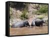 Hippopotamus (Hippopotamus Amphibius), Masai Mara, Kenya, East Africa, Africa-Sergio Pitamitz-Framed Stretched Canvas