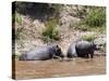 Hippopotamus (Hippopotamus Amphibius), Masai Mara, Kenya, East Africa, Africa-Sergio Pitamitz-Stretched Canvas