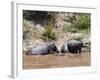 Hippopotamus (Hippopotamus Amphibius), Masai Mara, Kenya, East Africa, Africa-Sergio Pitamitz-Framed Photographic Print
