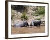 Hippopotamus (Hippopotamus Amphibius), Masai Mara, Kenya, East Africa, Africa-Sergio Pitamitz-Framed Photographic Print