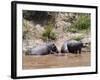 Hippopotamus (Hippopotamus Amphibius), Masai Mara, Kenya, East Africa, Africa-Sergio Pitamitz-Framed Photographic Print