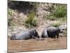 Hippopotamus (Hippopotamus Amphibius), Masai Mara, Kenya, East Africa, Africa-Sergio Pitamitz-Mounted Photographic Print