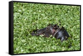 Hippopotamus (Hippopotamus Amphibius), Masai Mara, Kenya, East Africa, Africa-Sergio Pitamitz-Framed Stretched Canvas