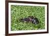 Hippopotamus (Hippopotamus Amphibius), Masai Mara, Kenya, East Africa, Africa-Sergio Pitamitz-Framed Photographic Print