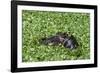 Hippopotamus (Hippopotamus Amphibius), Masai Mara, Kenya, East Africa, Africa-Sergio Pitamitz-Framed Photographic Print