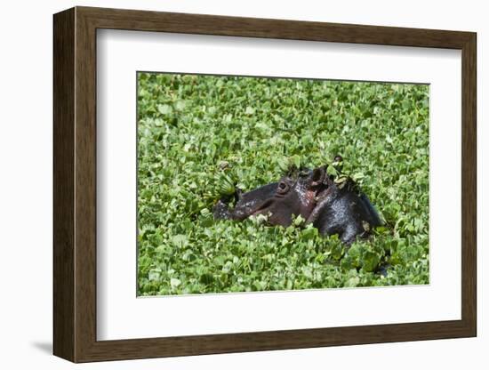 Hippopotamus (Hippopotamus Amphibius), Masai Mara, Kenya, East Africa, Africa-Sergio Pitamitz-Framed Photographic Print