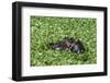 Hippopotamus (Hippopotamus Amphibius), Masai Mara, Kenya, East Africa, Africa-Sergio Pitamitz-Framed Photographic Print