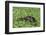 Hippopotamus (Hippopotamus Amphibius), Masai Mara, Kenya, East Africa, Africa-Sergio Pitamitz-Framed Photographic Print