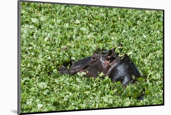 Hippopotamus (Hippopotamus Amphibius), Masai Mara, Kenya, East Africa, Africa-Sergio Pitamitz-Mounted Photographic Print